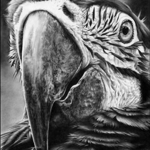 Fauna Silvestre